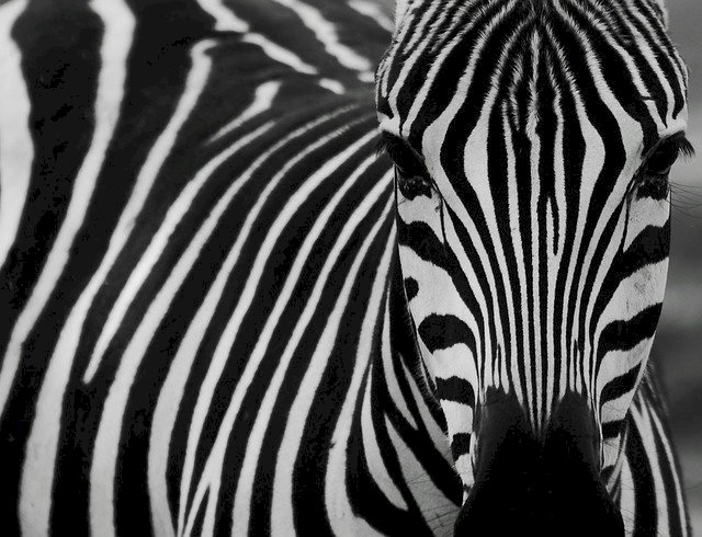 Moja zebra wariatka puzzle online