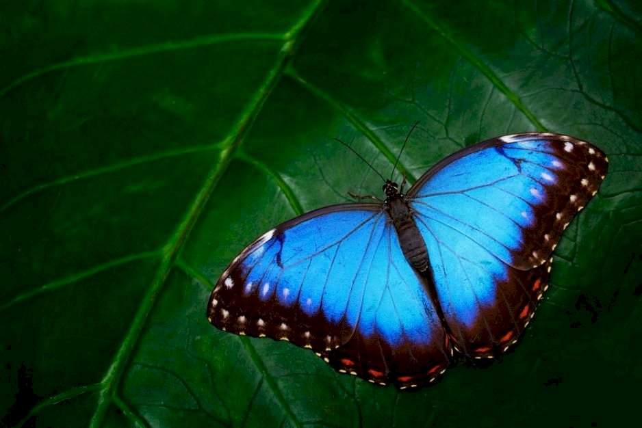 Niebieski Motyl puzzle online