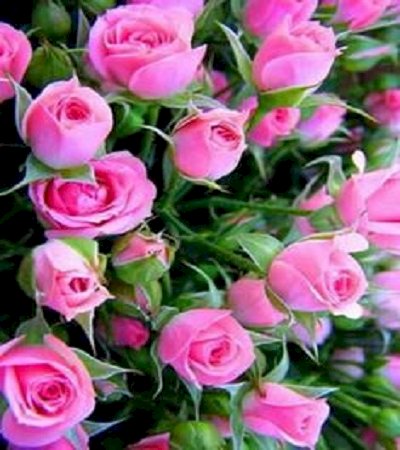 Róże najpiękniejsze kwiaty. puzzle online