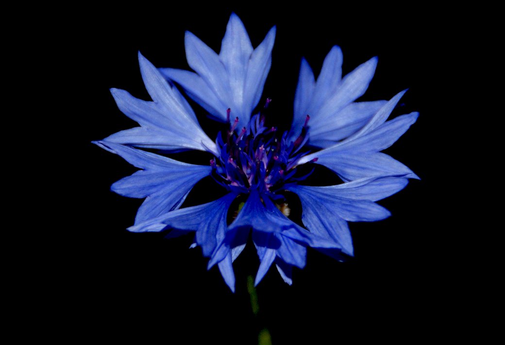 Polny kwiat,niebieski chaber puzzle online