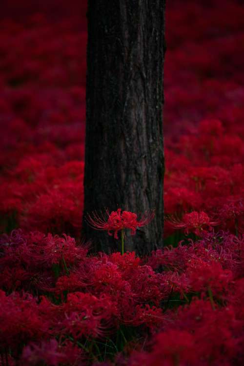 lilia czerwona pajęcza puzzle online