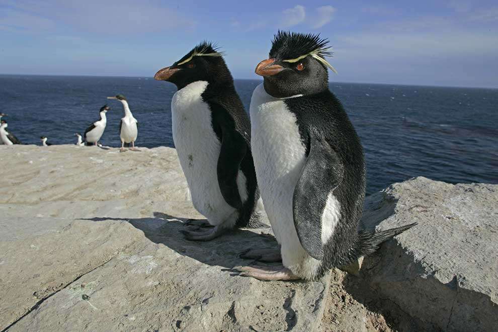 Скален пингвин пъзел