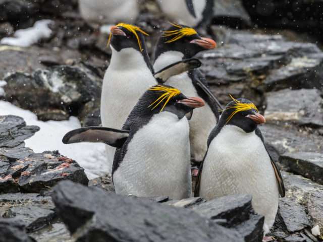 Pingwin złotoczuby puzzle online