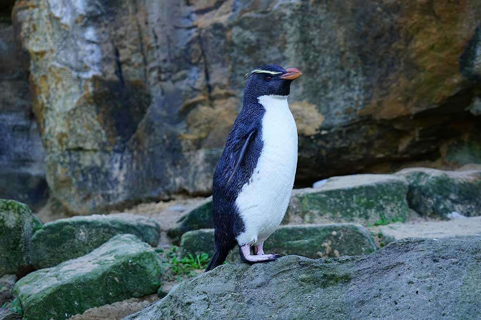 Pingwin grubodzioby puzzle online