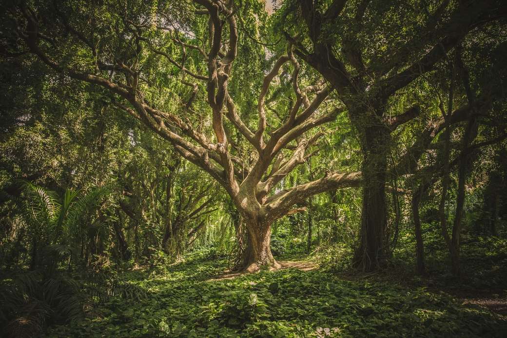 Drzewo w lesie roślin puzzle online