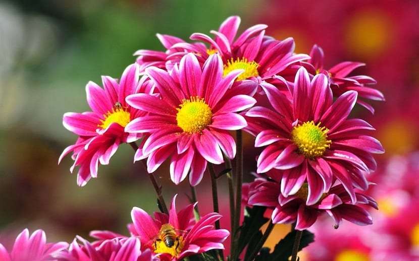 Kwiaty i piękno puzzle online