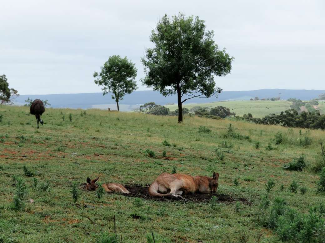 Kangoeroes in de outback puzzel