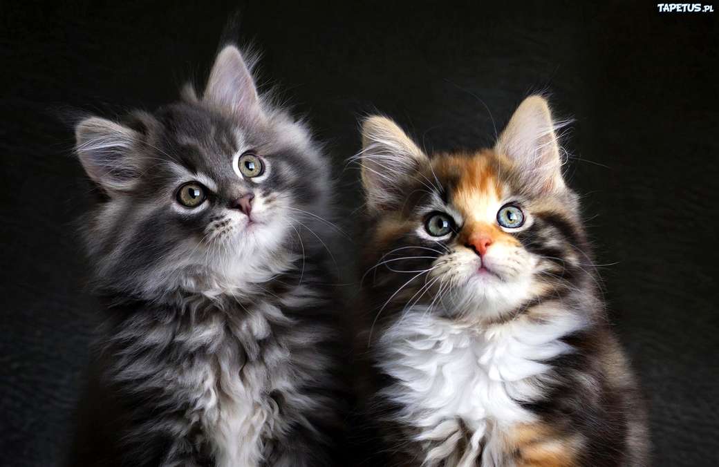 Dwa kotki puzzle online