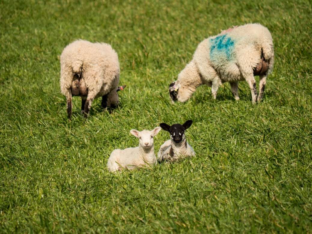 białe owce na zielonej trawie w ciągu dnia puzzle online