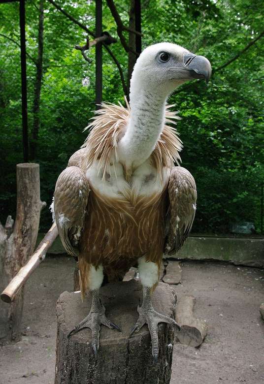 Griffon Vulture pussel