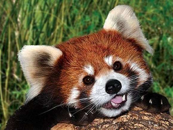 jak słodka czerwona panda puzzle online