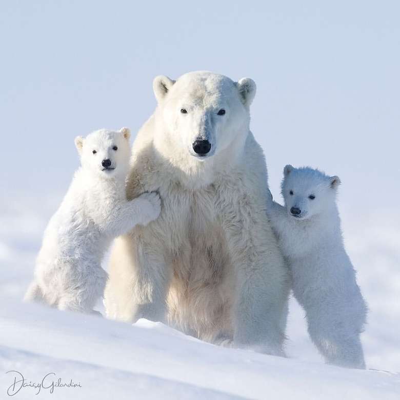 Rodzina niedźwiedzi polarnych puzzle online