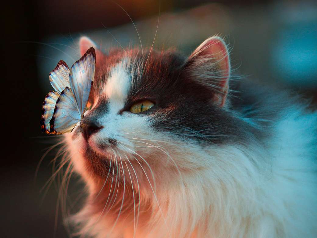 Katze mit Schmetterling - Puzzle Factory