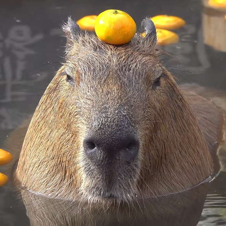 kapibara z pomarańczą puzzle online