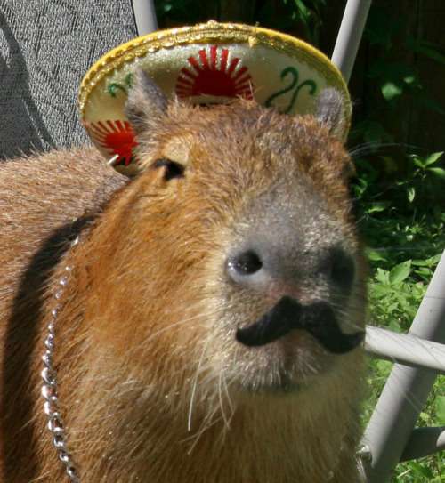 Kapibara meksykańska puzzle online
