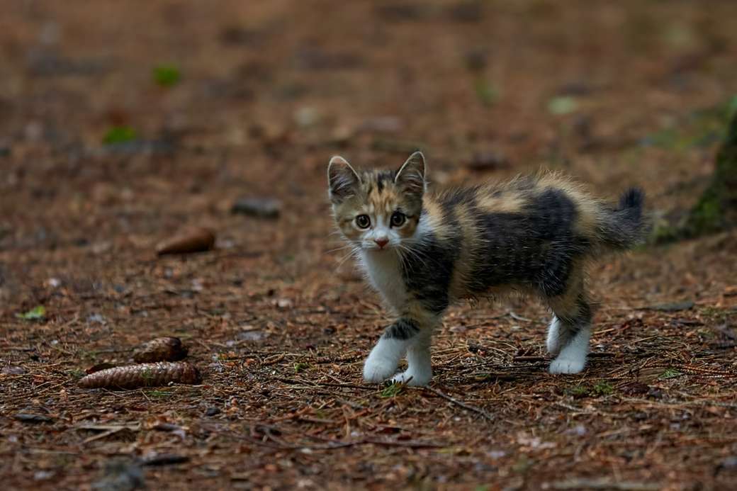 biały czarno-brązowy kot na brązowej ziemi puzzle online