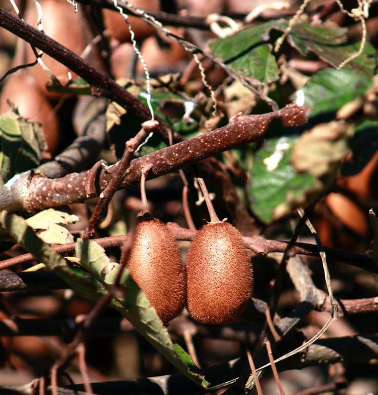 brązowe owoce na gałęzi brązowego drzewa puzzle online