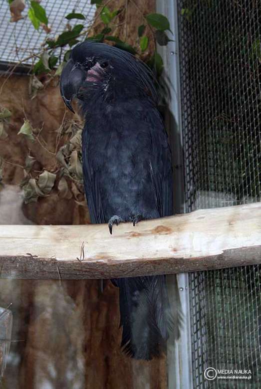Kakadu palmowa, żałobnica palmowa puzzle online
