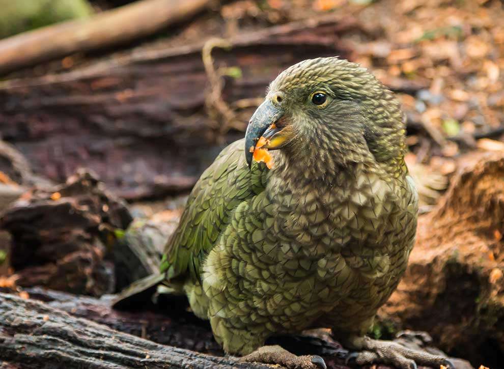 Kakapo (Strigops habroptila) puzzle online
