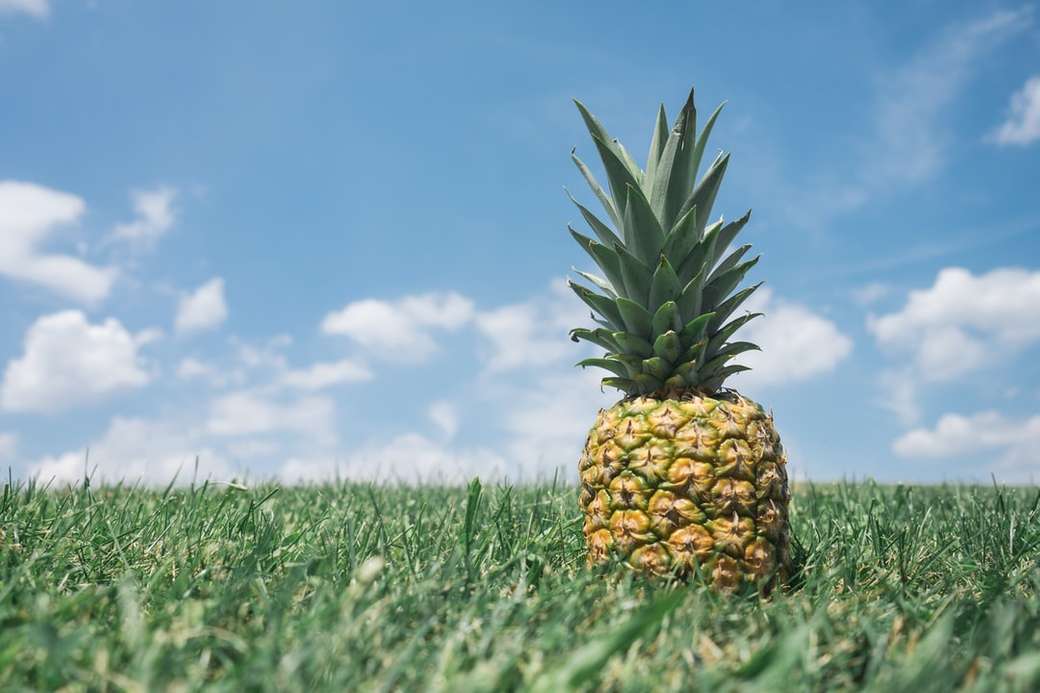 ananas na trawie puzzle online