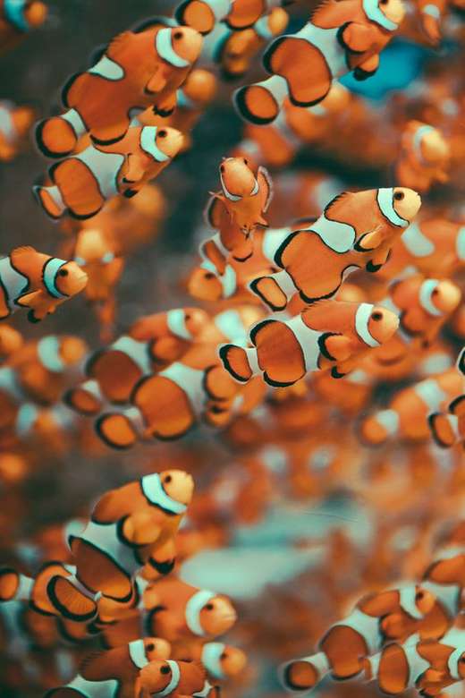 Gdzie jest Nemo? puzzle online