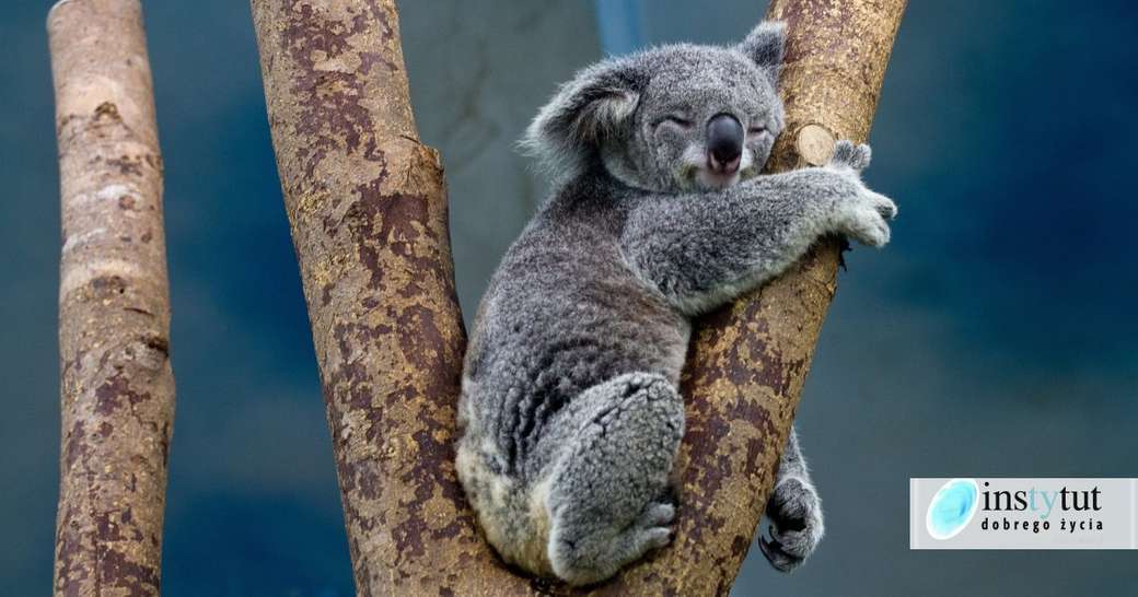 Koala australijski puzzle online