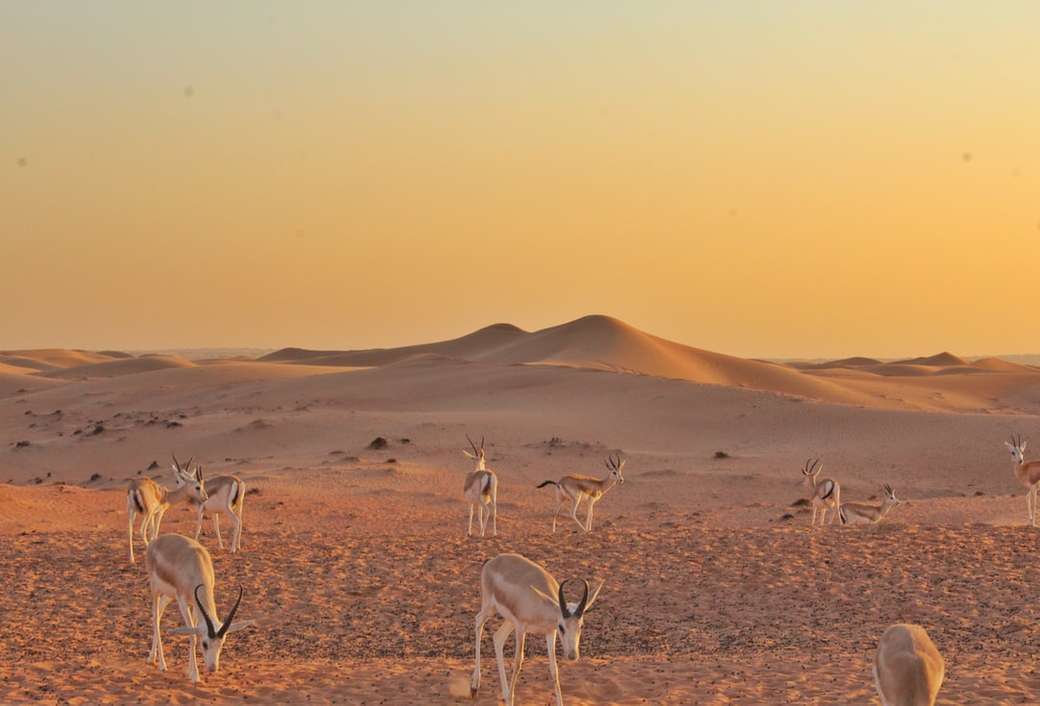 Zwierzęta na pustyni w Dubaju. puzzle online