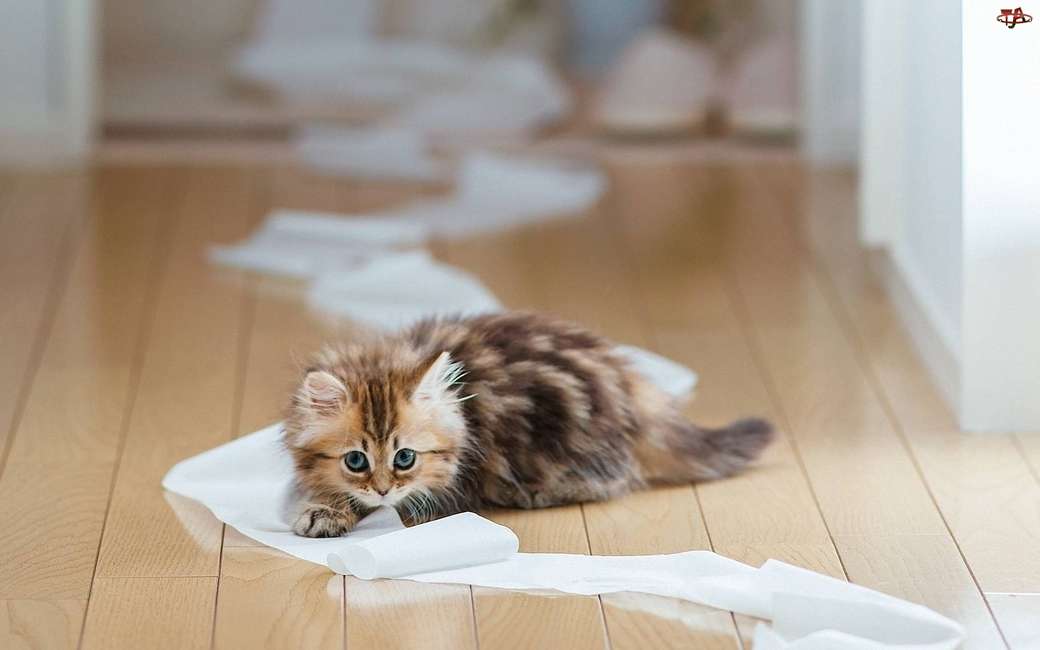 Mały kotek i papier toaletowy puzzle online