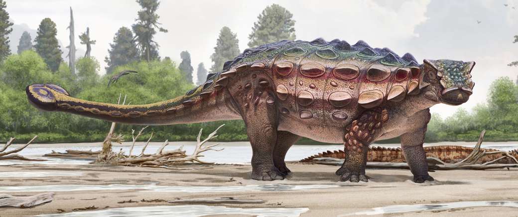 Dinozaur pancerny puzzle online