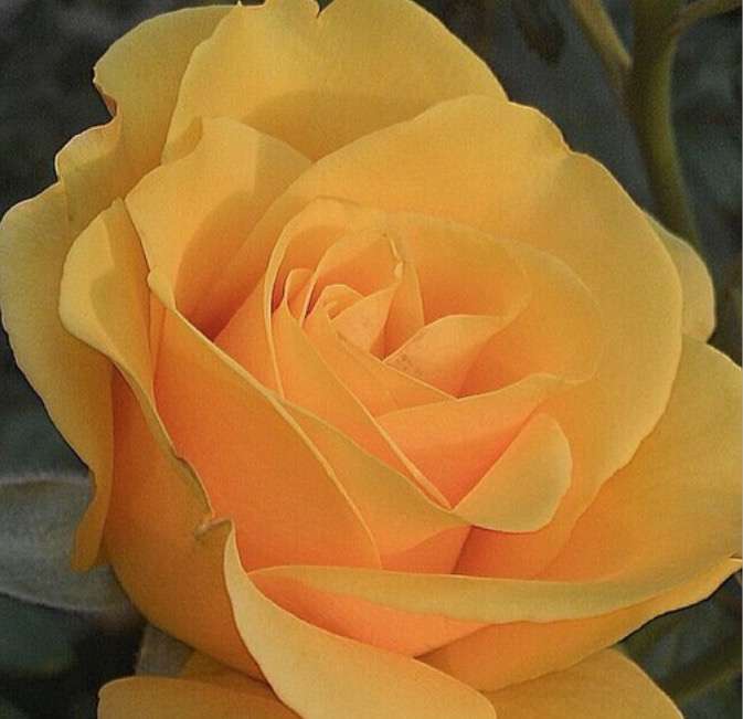 krásná žlutá růže, nádhera puzzle online