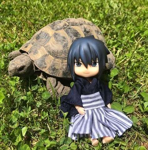 Sasuke i jego żółw puzzle online