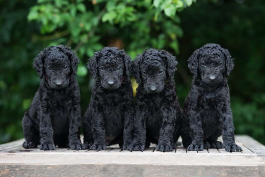 CURLY COATED RETRIEVER puzzle online