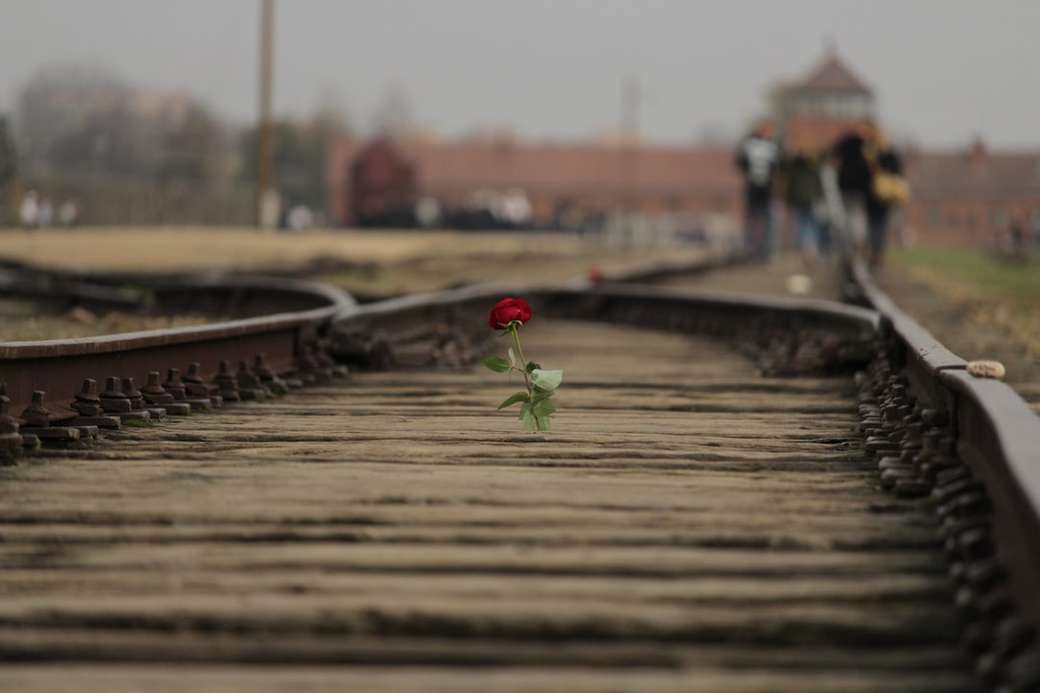 czerwony kwiat róży na szynie brązowy pociąg puzzle online