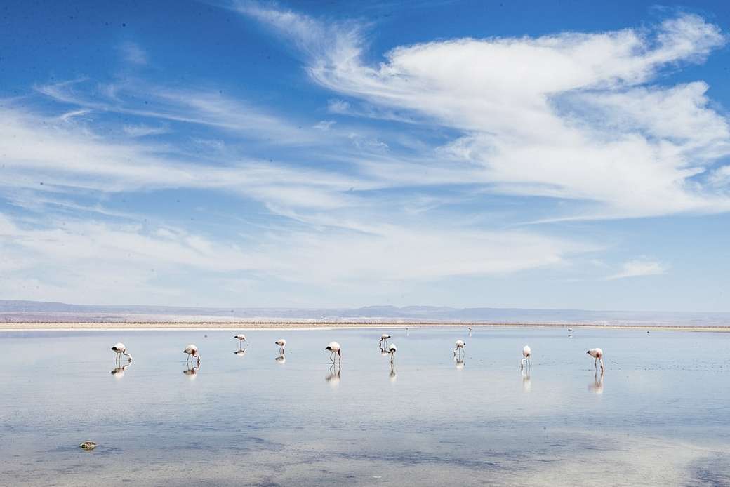 flamingók kirakós