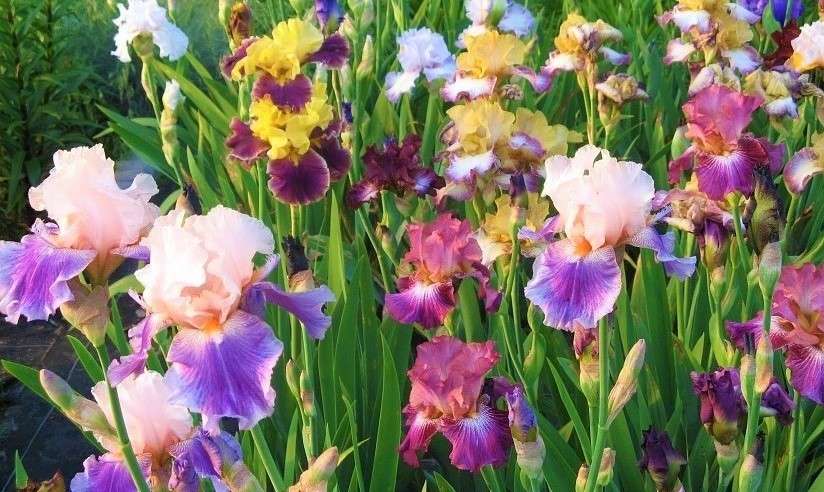 Ogrodowe Kwiatki, Irysy puzzle online