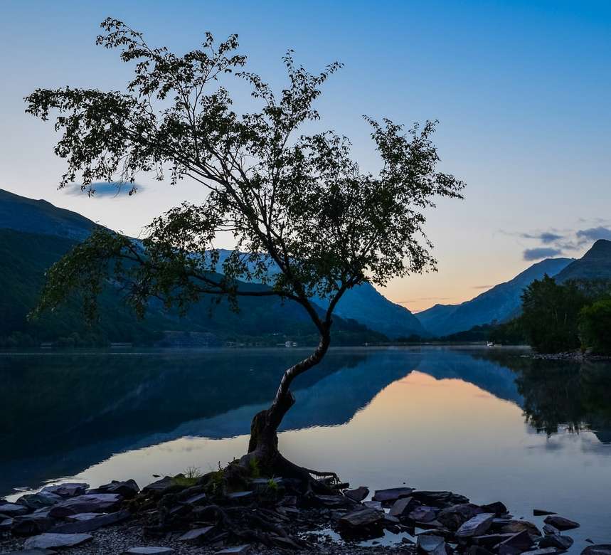 zielone drzewo w pobliżu jeziora w ciągu dnia puzzle online