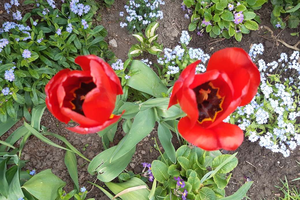czerwone tulipany puzzle online