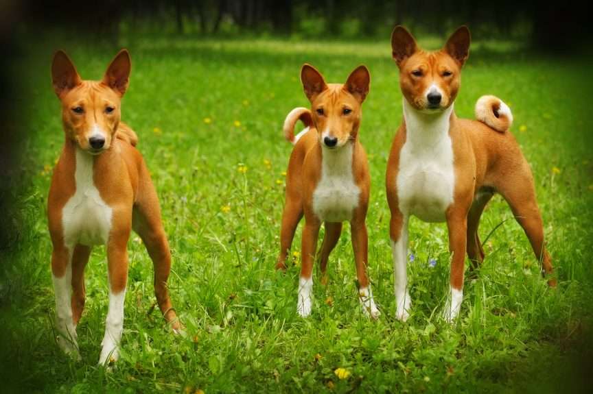 BASENJI pies puzzle online