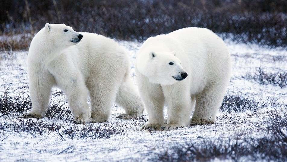 Polar Bears Walking puzzle online
