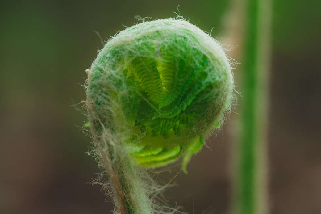 planta redonda verde em close-up fotografia quebra-cabeça