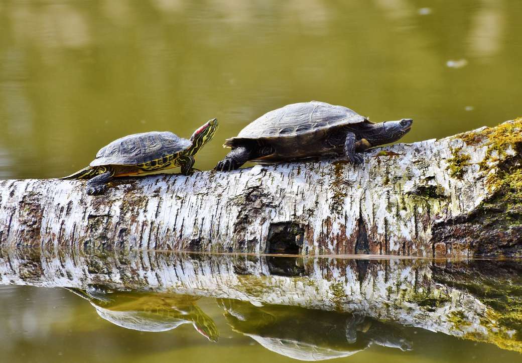 Żółwie na spacerze puzzle online