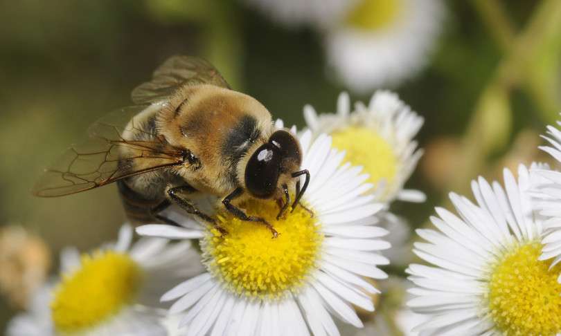 Pszczoła i kwiaty puzzle online