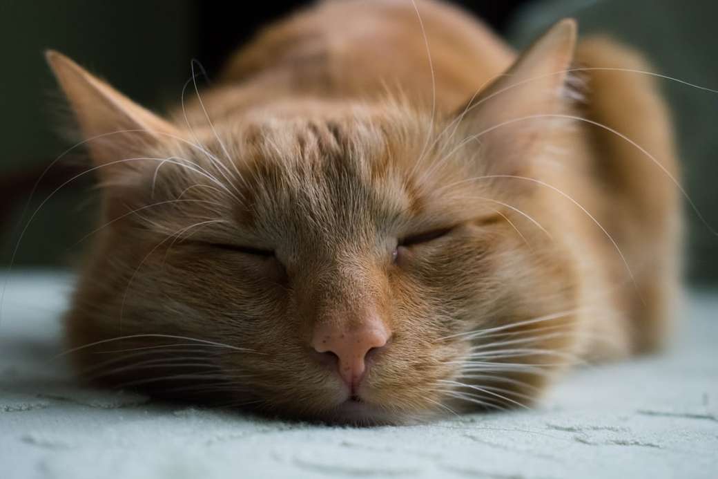pomarańczowy pręgowany kot śpi na białej tkaninie puzzle online
