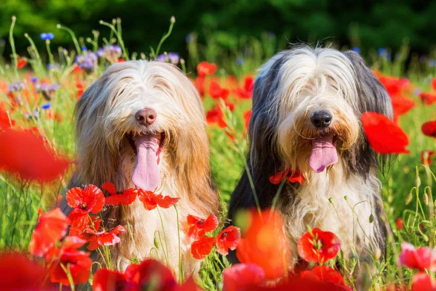 BEARDED COLLIE puzzle online