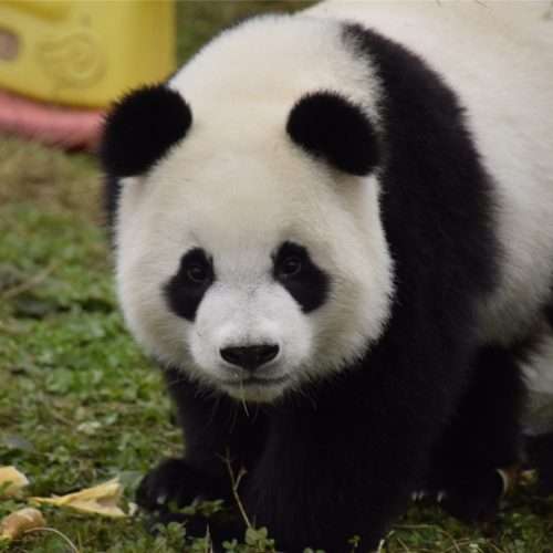 Dorosła panda puzzle online