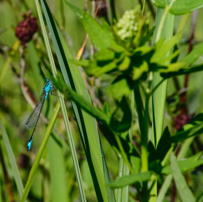 niebieski damselfly siedzący na zielonej rośliny w ciągu dnia puzzle online