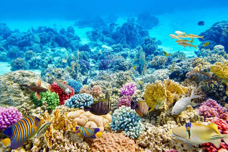 Rafa koralowa, bardzo kolorowa puzzle online