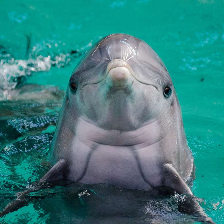 delfinek oczekuje że dasz mu rybę puzzle online