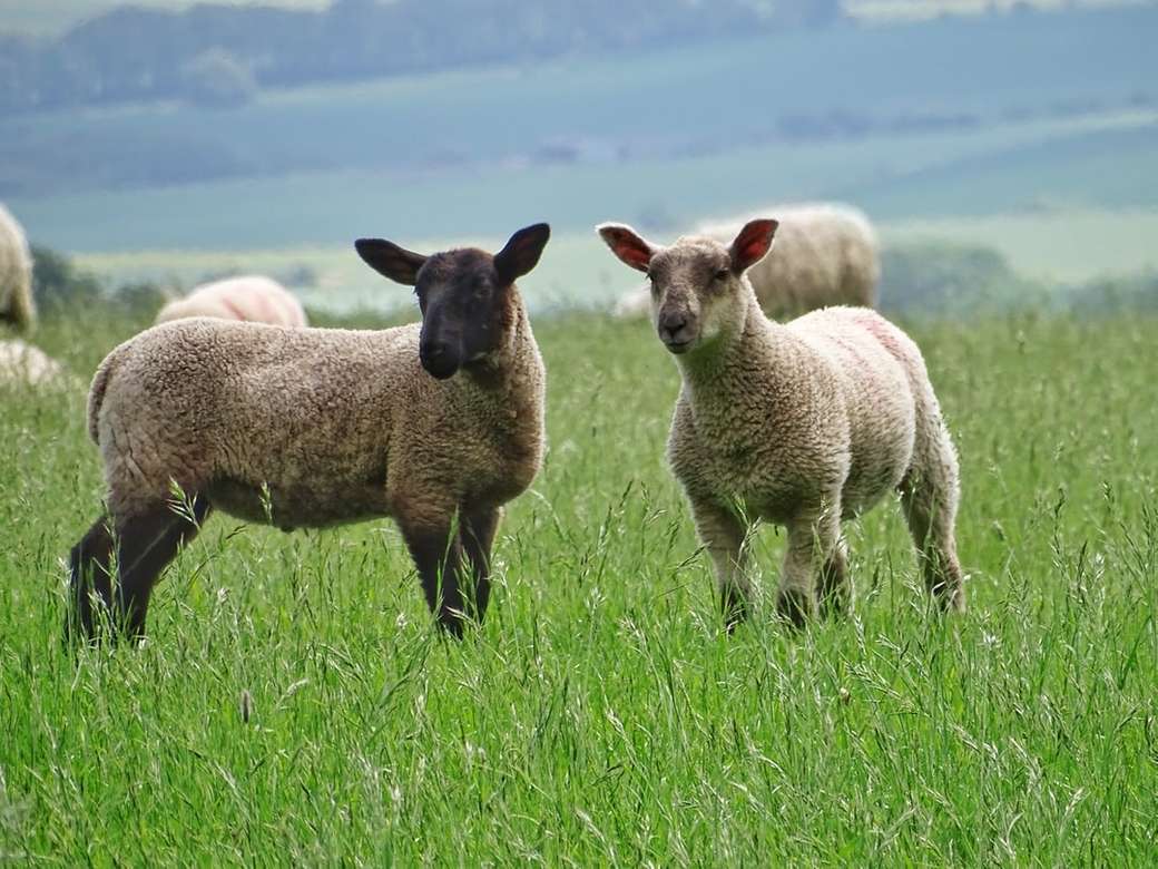 szare i białe owce na zielonym polu puzzle online