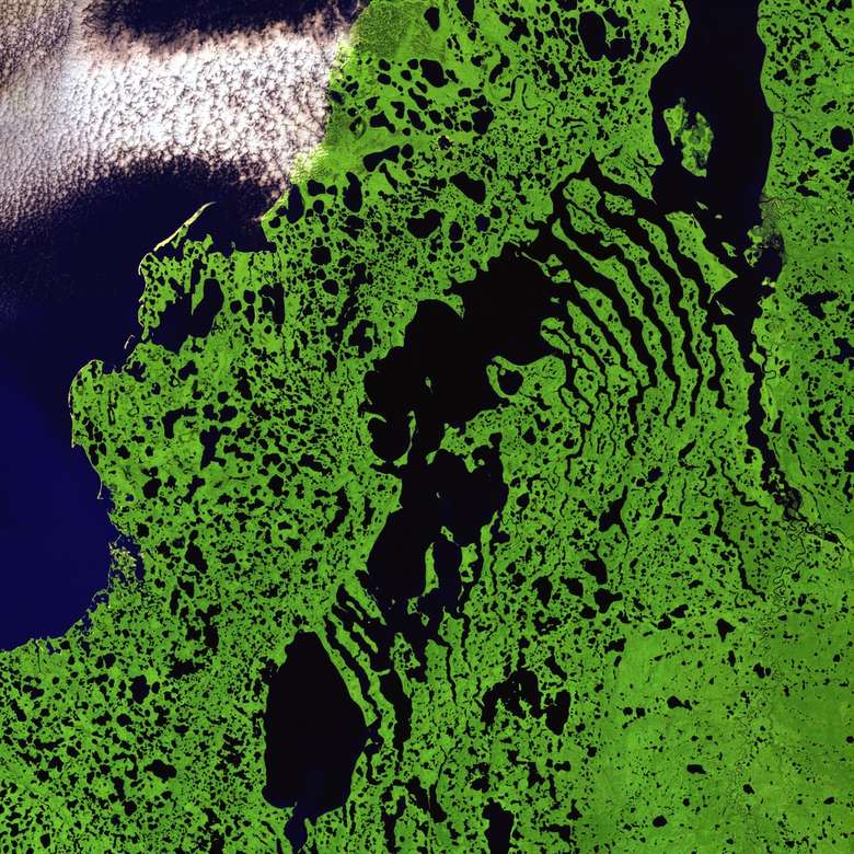 ilustracja satelity trawy puzzle online